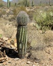 Young saguaro cactus in the Arizona Sonoran Desert