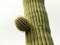 A young saguaro cactus branch near ajo, az