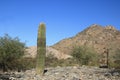 Young Saguaro Cactus in Dreamy Draw Desert Preserve, Phoenix, AZ