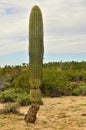 Young Saguaro Cactus Sonora desert Arizona Royalty Free Stock Photo