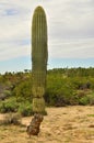 Young Saguaro Cactus Sonora desert Arizona