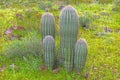 Young Saguaro Cactus in the Springtime Desert Royalty Free Stock Photo