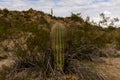 Young Saguaro growing through Creosote