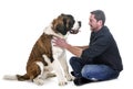 Young saint bernard and owner