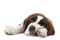 Young Saint Bernard Puppy on White Background Royalty Free Stock Photo