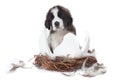 Young Saint Bernard Puppy on White Background