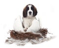 Young Saint Bernard Puppy on White Background