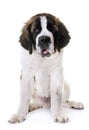 Young saint bernard