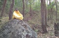 A Young Saint sitting on the rock of Amarkantak forest near Narmada