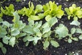 Vegetable garden with young plants Royalty Free Stock Photo