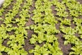 Young salad plants in a field