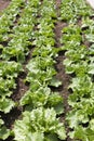 Young salad plants (lactuca sativa)