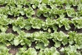 Young salad plants (lactuca sativa)