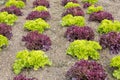 Young salad plants in spring