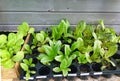 Young salad plants in a tray