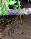 Young Salamanders in shallow water of a streamlet in the woods