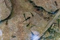 Young Salamanders swimming in the shallow water of a streamlet Royalty Free Stock Photo