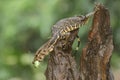 A young salvator monitor lizard preying on a long-legged grasshopper Mecopoda nipponensis.