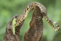 A young salvator monitor lizard preying on a long-legged grasshopper Mecopoda nipponensis.