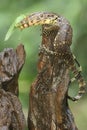 A young salvator monitor lizard preying on a long-legged grasshopper Mecopoda nipponensis.