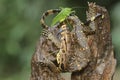 A young salvator monitor lizard preying on a long-legged grasshopper Mecopoda nipponensis.