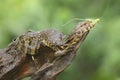 A young salvator monitor lizard preying on a long-legged grasshopper Mecopoda nipponensis.