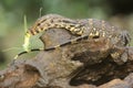 A young salvator monitor lizard preying on a long-legged grasshopper Mecopoda nipponensis.