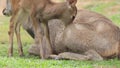 young sambar deer try to drink milk from mother