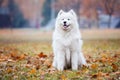 Young samoyed dog in autumn park.