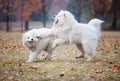 Young samoyed dogs playing in autumn park.