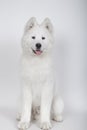 Young samoyed sitting looking at camera on a white background Royalty Free Stock Photo