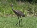 Young sand hill crane before color changes to red