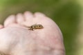 Young Sand lizard (Lacerta agilis) on hand