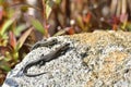 Young Sand lizard