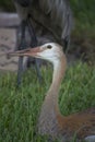 Young Sandhill Crane Sitting On the Grass Showing Detail in the Head and Beak