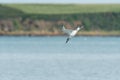 Young sandwich tern in flight blue sky Royalty Free Stock Photo