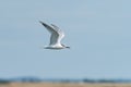 Young sandwich tern in flight blue sky Royalty Free Stock Photo