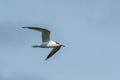 Young sandwich tern in flight blue sky Royalty Free Stock Photo