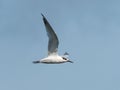 Young sandwich tern in flight blue sky Royalty Free Stock Photo