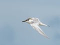 Young sandwich tern in flight blue sky Royalty Free Stock Photo