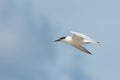 Young sandwich tern in flight blue sky Royalty Free Stock Photo