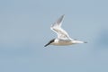 Young sandwich tern in flight blue sky Royalty Free Stock Photo