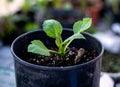 Young sapling dahlia sprout growing in protected greenhouse in pot