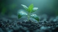Young Sapling Growing in Moist Soil with Soft Diffused Lighting Royalty Free Stock Photo