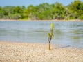 A young sapling growing on the shore of a small lake