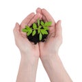 A young sapling on hands with the fertile soil on white background