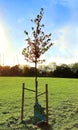 Young sapling with hydration bag in a park.