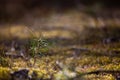 Young sapling of a pine tree