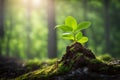 Young sapling sprouts from tree stump