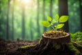 Young sapling sprouts from tree stump